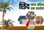 CG News: रायपुर : बस्तर की नई वैश्विक पहचान: जंगलों में फेंके जाने वाले छिंद के बीजों से तैयार हुई अनोखी हर्बल कॉफी