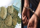 अवैध गांजा खेती का भंडाफोड़, पुलिस ने खेतों से लेकर सूखा गांजा तक किया जब्त