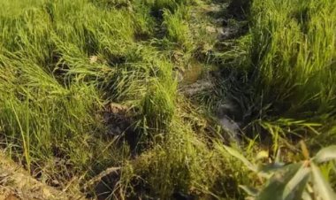 डेढ़ सौ हाथियों का डेरा, रायगढ़ में धान और मक्का फसल किया बर्बाद