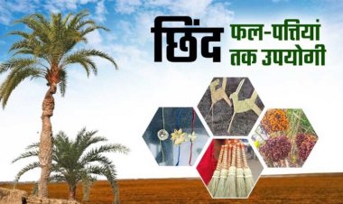 CG News: रायपुर : बस्तर की नई वैश्विक पहचान: जंगलों में फेंके जाने वाले छिंद के बीजों से तैयार हुई अनोखी हर्बल कॉफी
