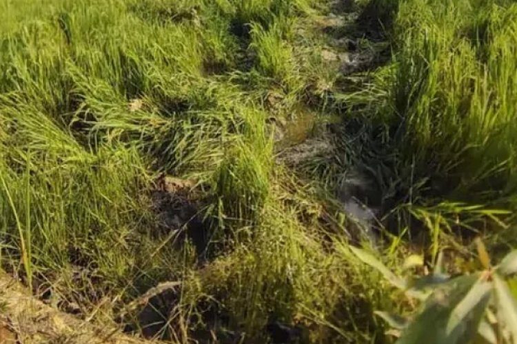 डेढ़ सौ हाथियों का डेरा, रायगढ़ में धान और मक्का फसल किया बर्बाद