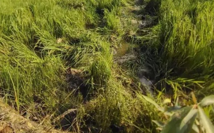 डेढ़ सौ हाथियों का डेरा, रायगढ़ में धान और मक्का फसल किया बर्बाद
