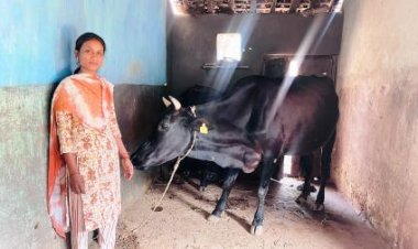 सरस्वती पैंकरा उन्नत नस्ल की गाय पालन से बनी आत्मनिर्भर