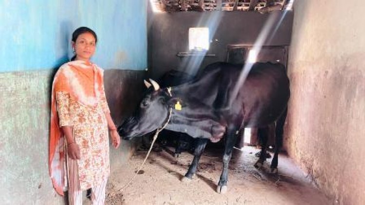 सरस्वती पैंकरा उन्नत नस्ल की गाय पालन से बनी आत्मनिर्भर