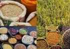 धान के साथ वैकल्पिक फसलों को बढ़ावा, किसानों को मिलेंगे ₹15 हजार प्रति एकड़ की सहायता