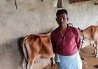 पशुपालन विभाग की पहल से पशुपालक हीरालाल ने बढ़ाया दुग्ध उत्पादन, आत्मनिर्भरता की ओर बढ़े कदम