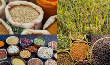धान के साथ वैकल्पिक फसलों को बढ़ावा, किसानों को मिलेंगे ₹15 हजार प्रति एकड़ की सहायता