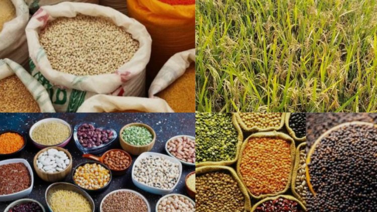धान के साथ वैकल्पिक फसलों को बढ़ावा, किसानों को मिलेंगे ₹15 हजार प्रति एकड़ की सहायता