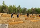 मनरेगा से बदली निम्मलगुड़ा की तस्वीर, 500 जल अवशोषण ट्रेंच से बढ़ा भू-जल स्तर, 1,801 मानव-दिवस का मिला रोजगार