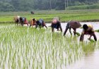 प्रदेश में लक्ष्य का 97 प्रतिशत बोनी पूर्ण