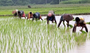 प्रदेश में लक्ष्य का 97 प्रतिशत बोनी पूर्ण