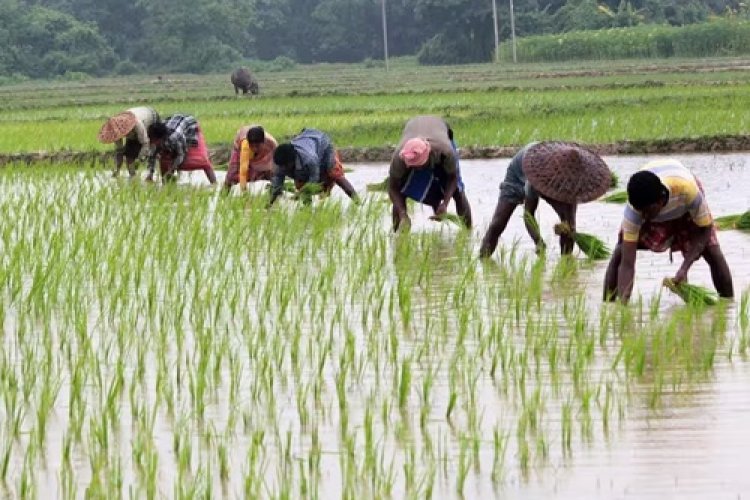 प्रदेश में लक्ष्य का 97 प्रतिशत बोनी पूर्ण