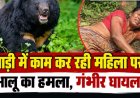 बाड़ी में काम कर रही महिला पर भालू का हमला, गंभीर घायल