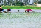 छत्तीसगढ़ में 99% बोनी पूरी, 48.44 लाख हेक्टेयर में खरीफ फसल