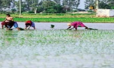 छत्तीसगढ़ में 99% बोनी पूरी, 48.44 लाख हेक्टेयर में खरीफ फसल