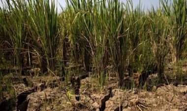 सुपर अल नीनो का बड़ा खतरा अगले 6 महीने में 4.50 लाख मौतों का दावा