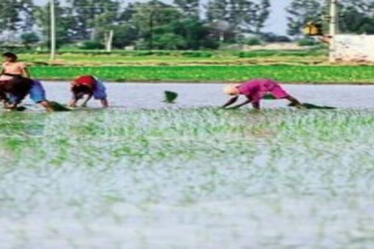 छत्तीसगढ़ में 99% बोनी पूरी, 48.44 लाख हेक्टेयर में खरीफ फसल