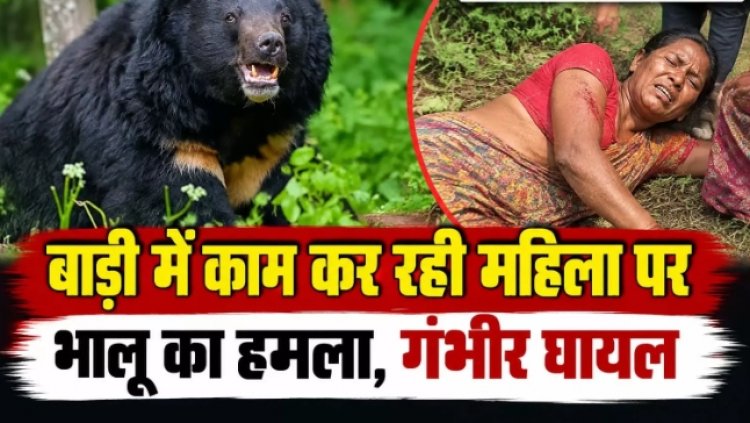 बाड़ी में काम कर रही महिला पर भालू का हमला, गंभीर घायल