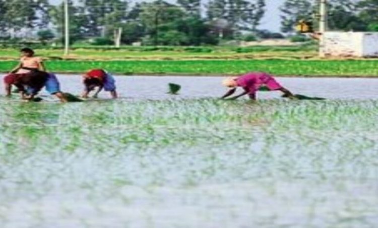 छत्तीसगढ़ में 99% बोनी पूरी, 48.44 लाख हेक्टेयर में खरीफ फसल