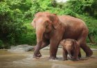 CG- इस गांव में नन्हे गजराज की छट्ठी की धूम, पारंपरिक रीति-रिवाजों से होगा नामकरण; कई गांवों को मिला न्योता…..