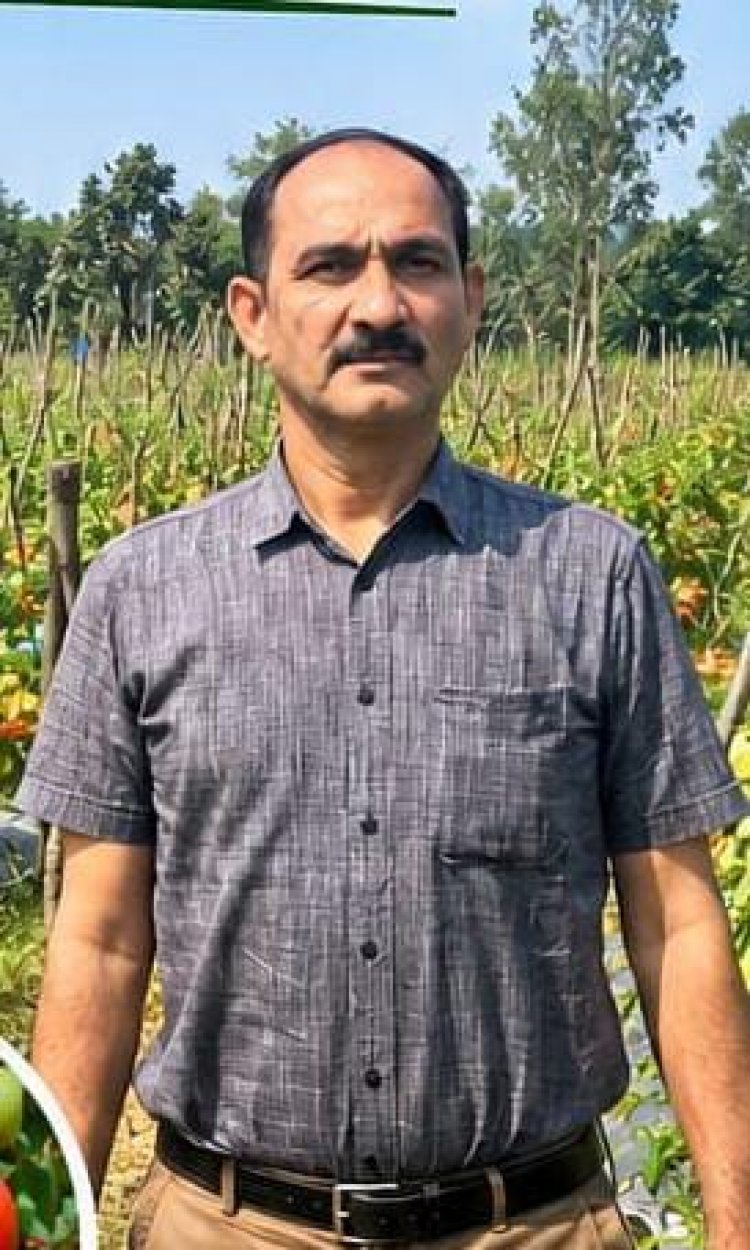 उन्नत टमाटर की खेती से शाहिद की मेहनत लाई रंग, 2 एकड़ में कमाए 1.20 लाख रुपये
